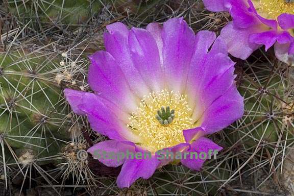 echinocereus sp 1 graphic